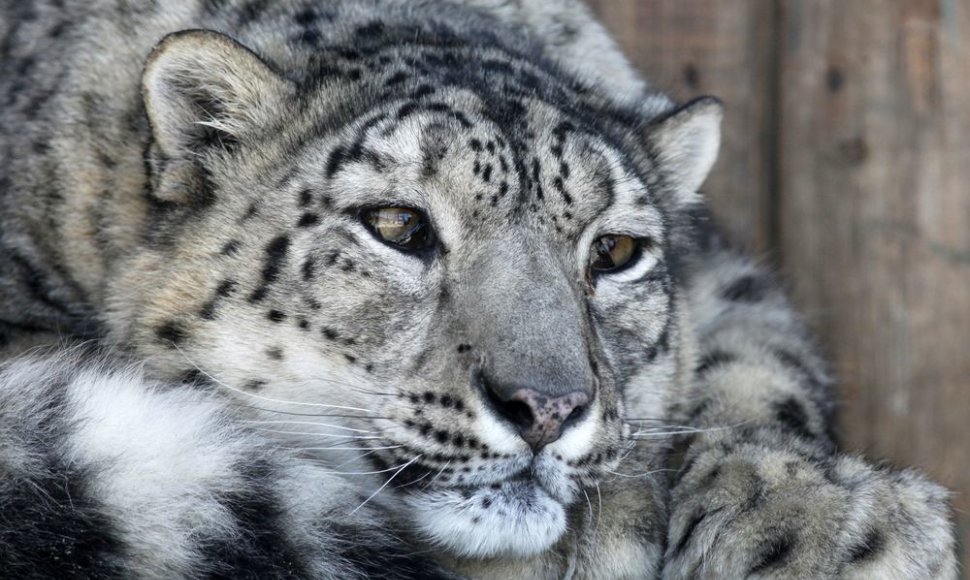 Snieginis leopardas Rusijos zoologijos sode