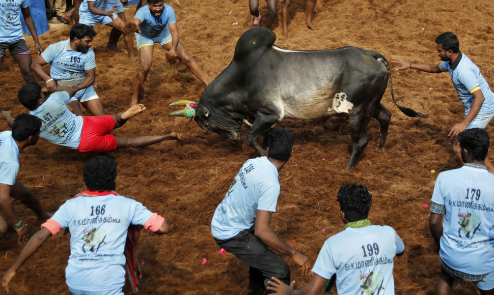 Indijoje per grumtynių su buliais festivalį mirtinai subadyti du žmonės