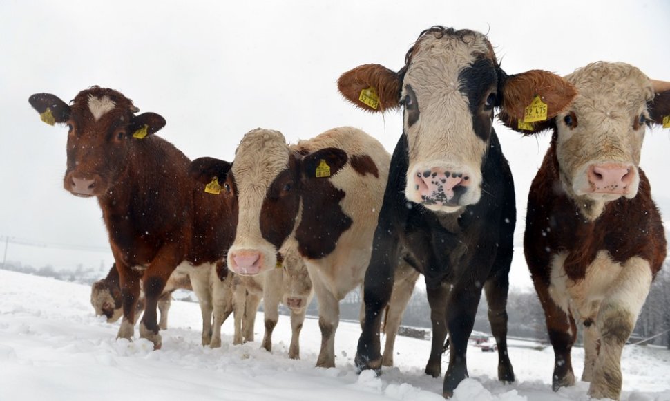 Karvės ant sniego