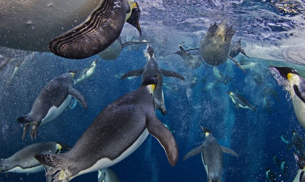 Karališkieji pingvinai