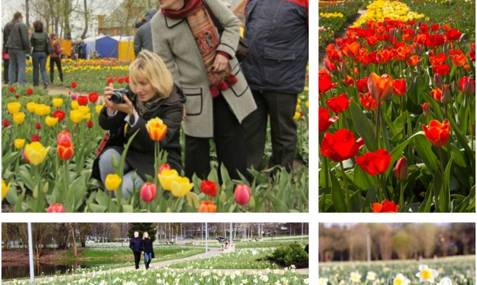 Narcizų ir tulpių žydėjimo šventės Lietuvoje
