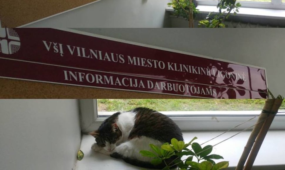 Katinas Vilniaus miesto klinikinėje ligoninėje