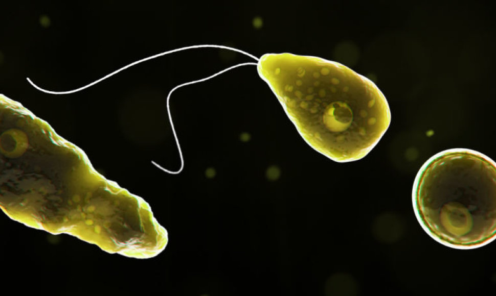 Naegleria fowleri ameba