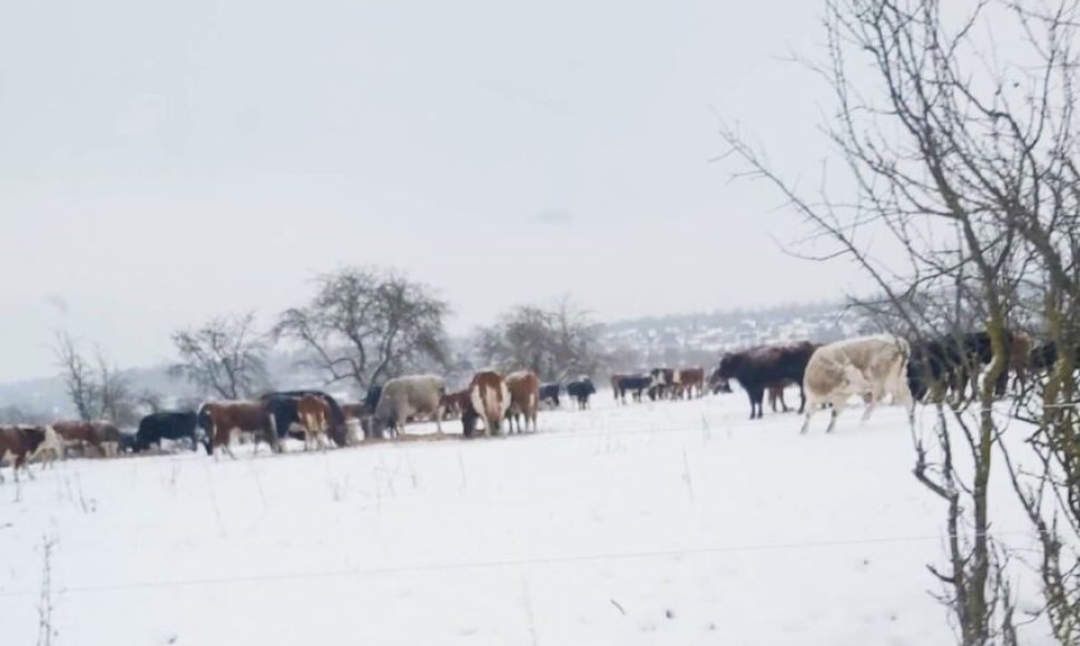 Josvainių seniūnijos Karūnavos kaime ūkininkaujantis ūkininkas visus metus gyvulius laiko lauke – nesvarbu sninga ar lyja. Net per didesnius snygius gyvuliai, pasak žmonių, gyvena lauke