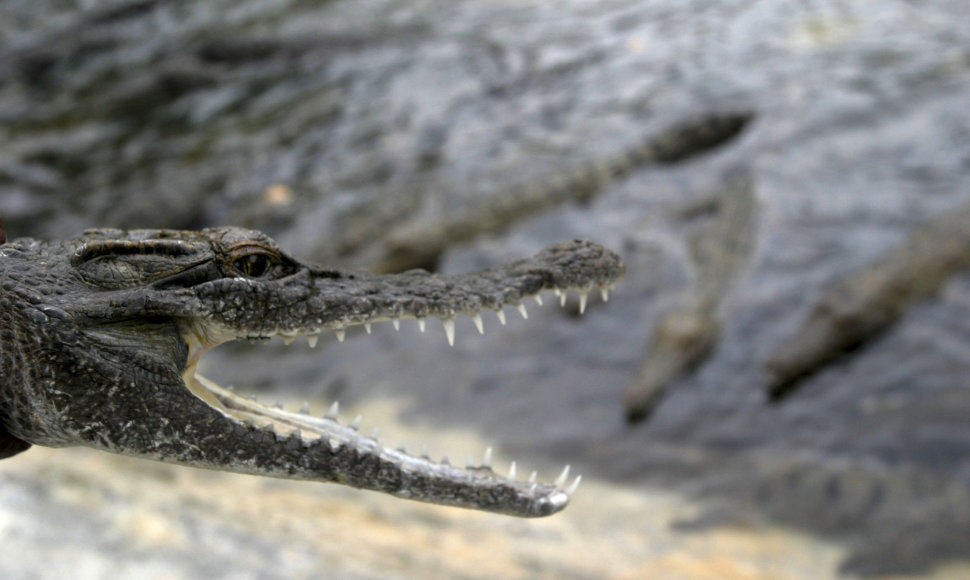 Krokodilas Indonezijoje.