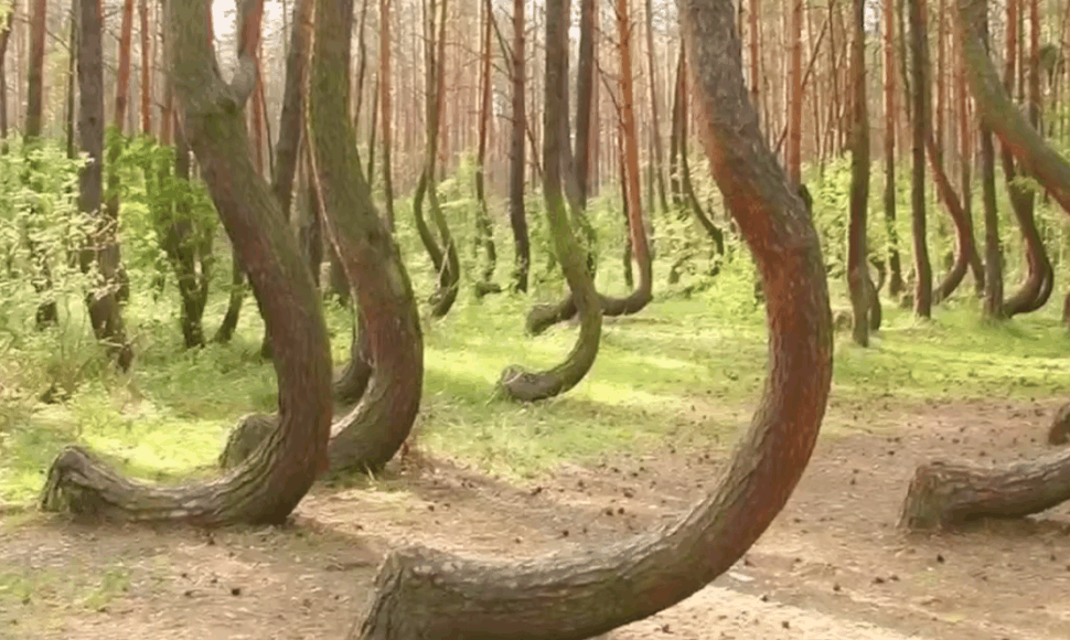 Miškas su G formos medžiais Lenkijoje