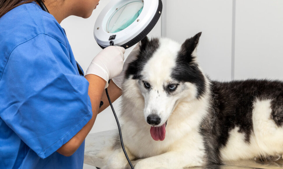 Veterinaras apžiūri haskį 