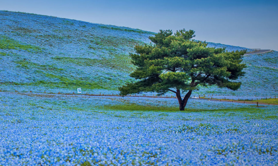 Hitachi pajūrio parke žydi milijonai mėlynų gėlių