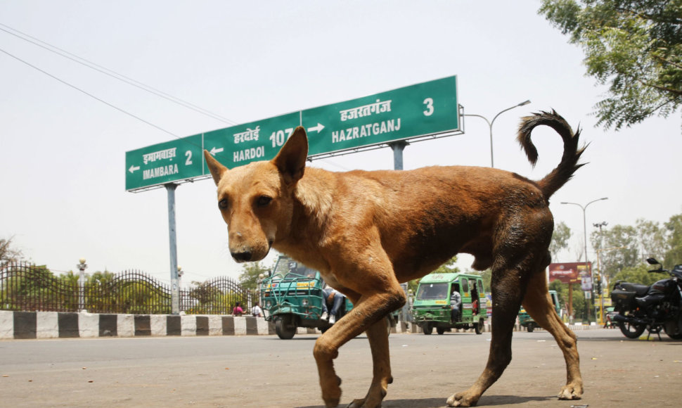 Indijoje sulaukėjusių šunų gaujos sudraskė šešis vaikus