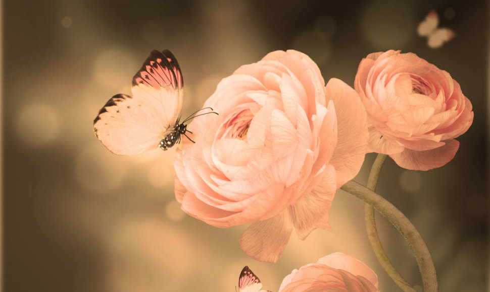 Gėlės ir drugeliai