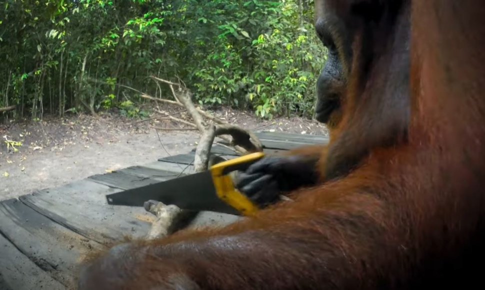 Orangutanė naudojasi pjūklu