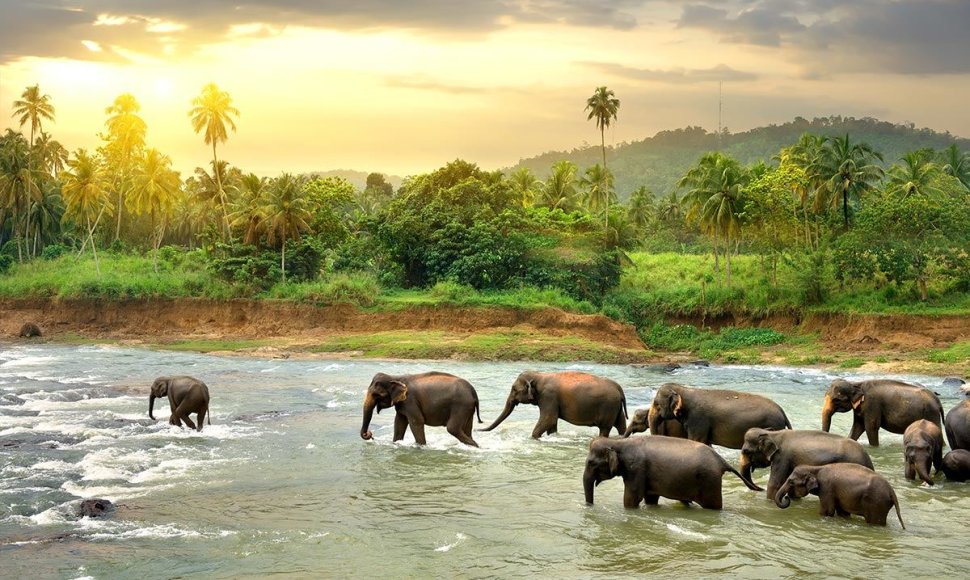 Jalos Nacionalinis Parkas Šri Lankoje