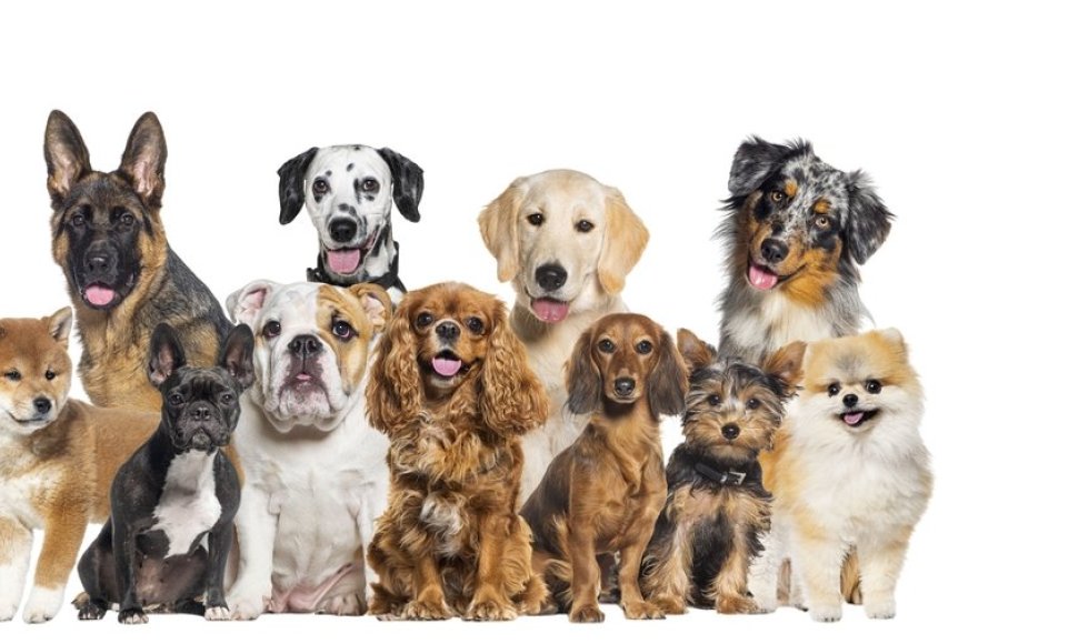 Įvairios šunų veislės