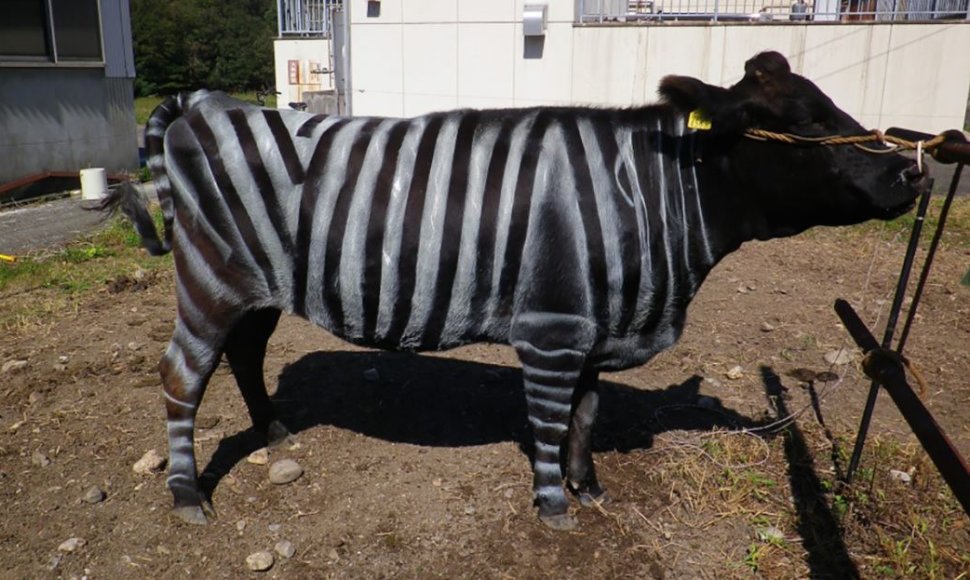 Zebro raštu nudažyta karvė