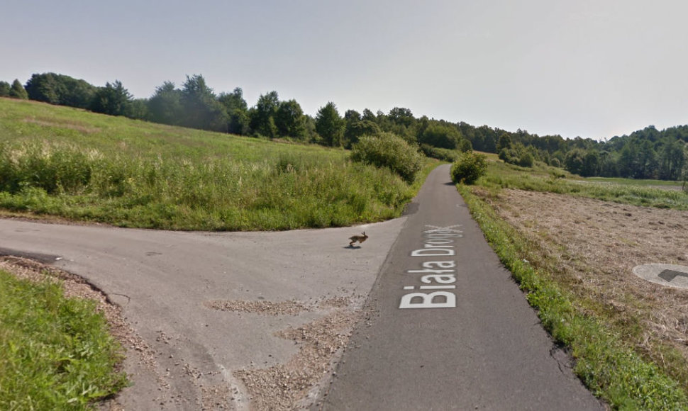 „Google street view“ užfiksuotas kiškis