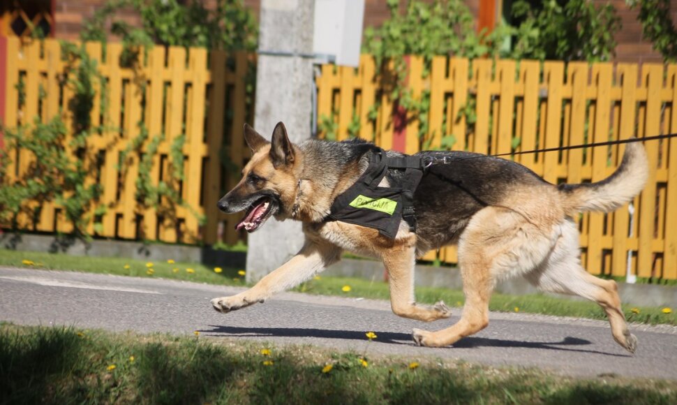Policijos šunų mokymai
