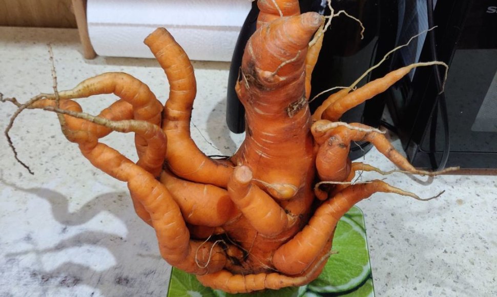 Skaitytojo Mindaugo darže užaugusi morka