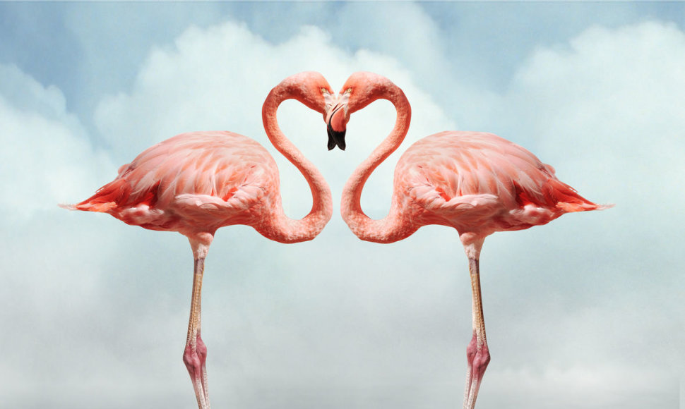 Rožiniai flamingai