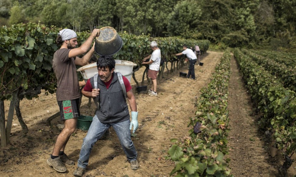 Prancūzijoje įsibėgėja vynuogių skynimo sezonas