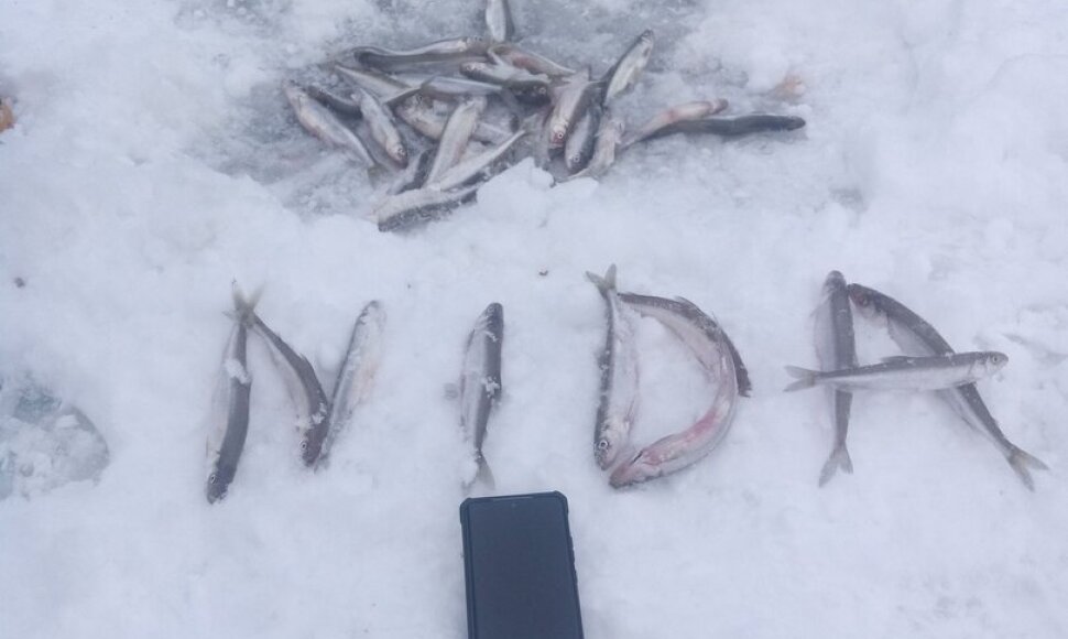 Kur&scaron;ių mariose jau ėmė aktyviau kibti stintos