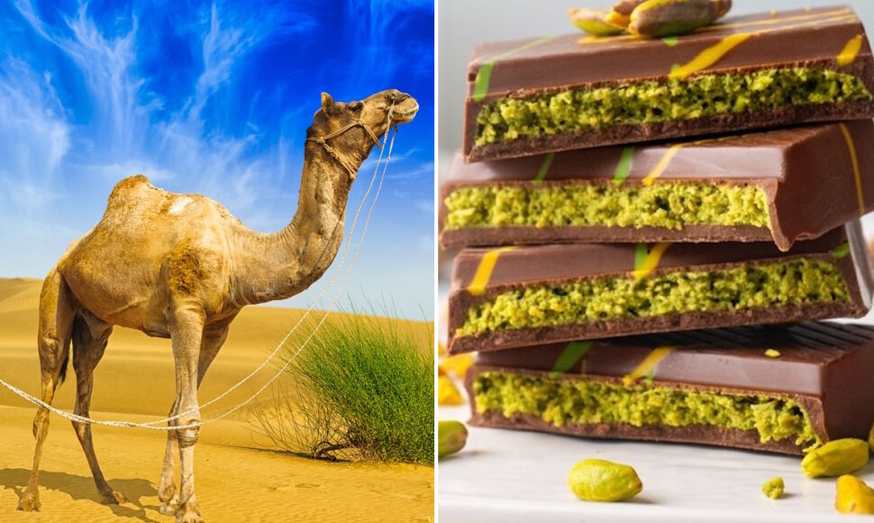 Kupranugaris ir Dubajaus &scaron;okoladas