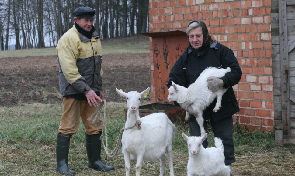  Bronislovas ir Viktorija Rimkevičiai Ožkos metus sutinka su tuzinu ožkų