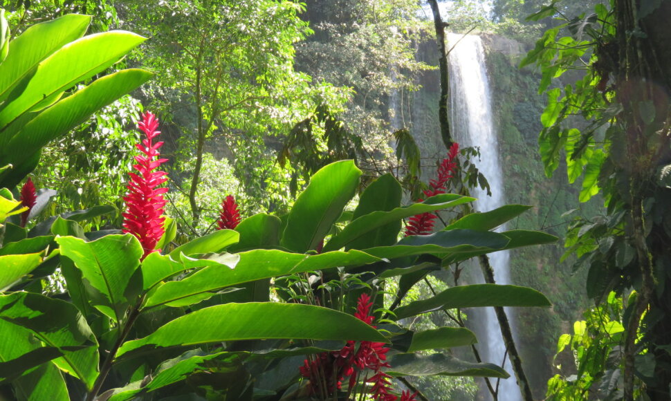 Chiapas gamta. Pakeliui į Palenkę