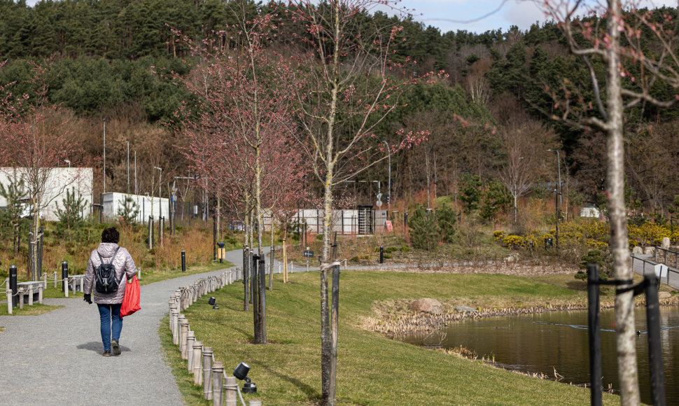 Vilniaus Japoniškame sode pradeda žydėti sakuros