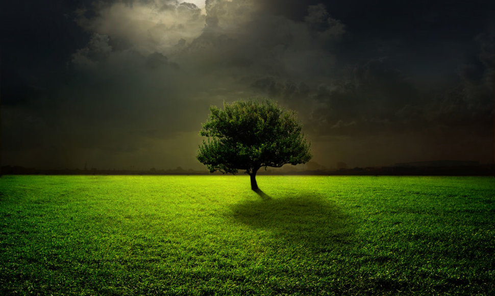 Mėnulio šviesos apšviestas medis