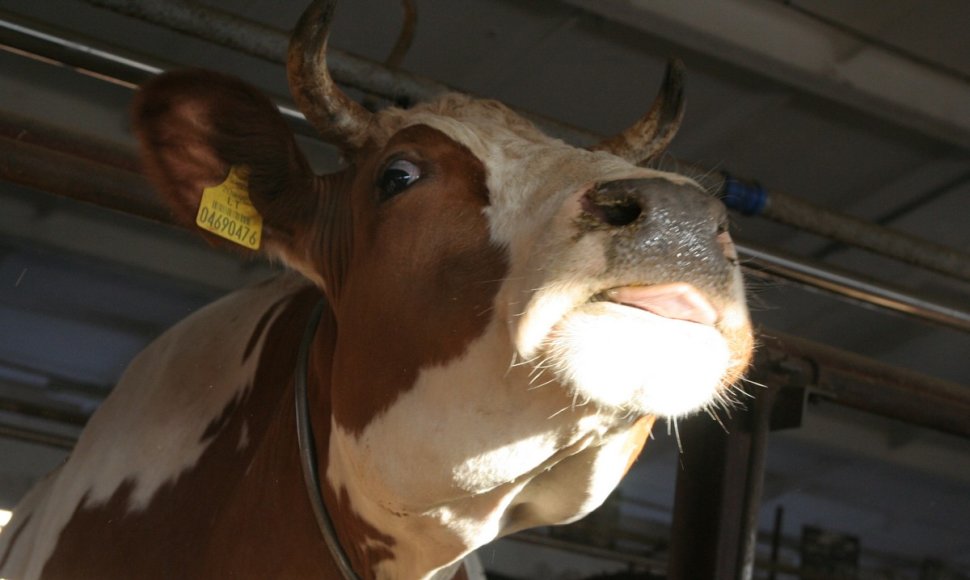 Mažieji pieno ūkiai Rusijos embargo nebijo