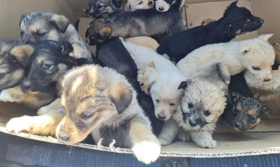 Ariamoje dirvoje buvo rasta 20 šuniukų