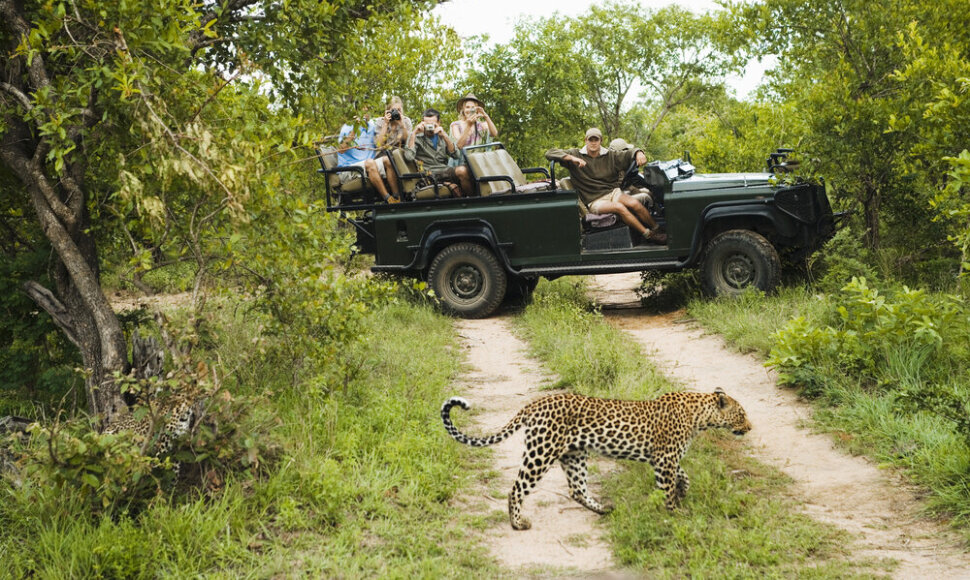 Safaris