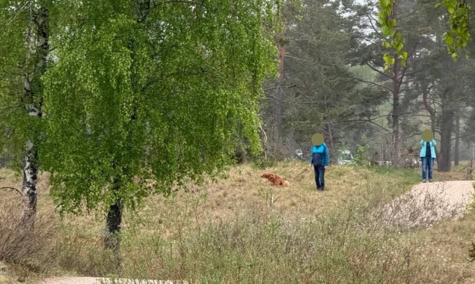 Porelė šuns išmatas surinko į maišelį ir... numetė į pievą.