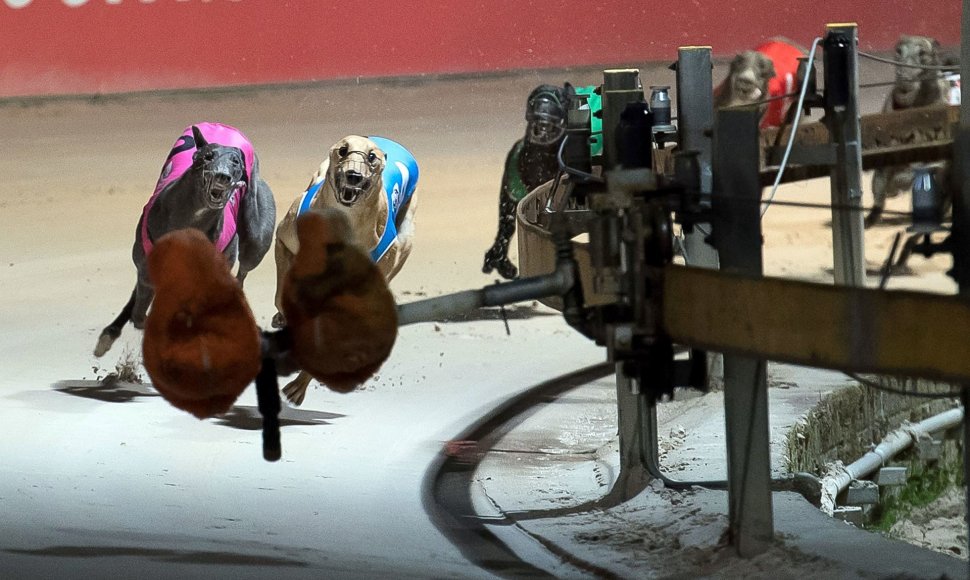 Šunų lenktynės