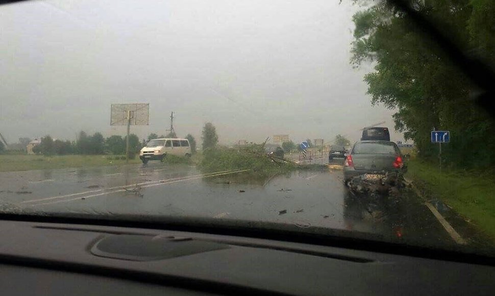 Nulaužtas medis kelyje Palanga–Kretinga