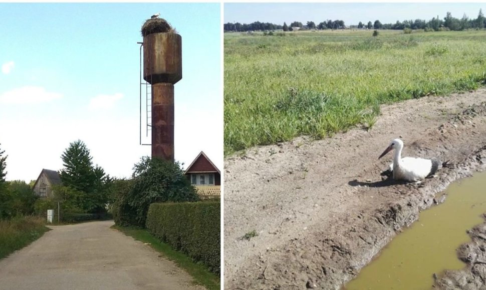 Kėdainiuose, Gandrų krantinėje, ant vandens bokšto gandralizdyje buvo įsipainiojęs gandras. Jį gelbėjo ugniagesiai. Dar vieną gandrą vadavo Gyvūnų gerovės tarnyba „Pifas“. Nusilpęs paukštis ilgą laiką gulėjo baloje. 