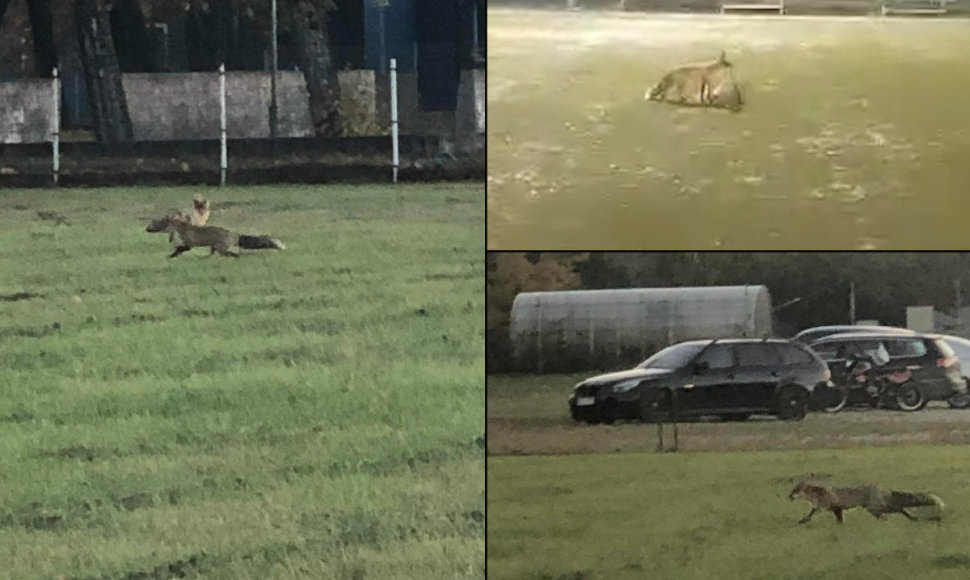 Tauragės stadione pasirodė lapė