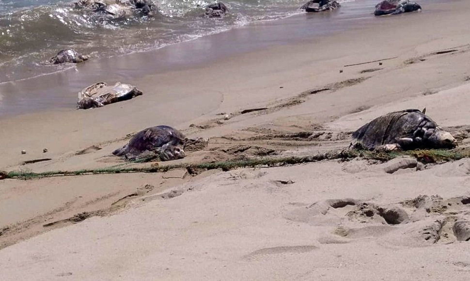 Meksikos paplūdimyje rasta 300 negyvų nykstančių vėžlių