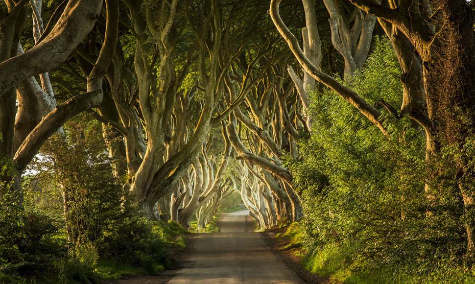 Tamsioji aveniu (Dark Hedges), Šiaurės Airija