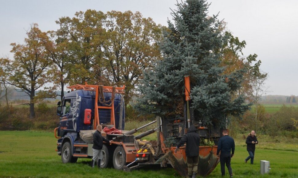 Kalėdinė žaliaskarė šaknis įleido ir Velžyje