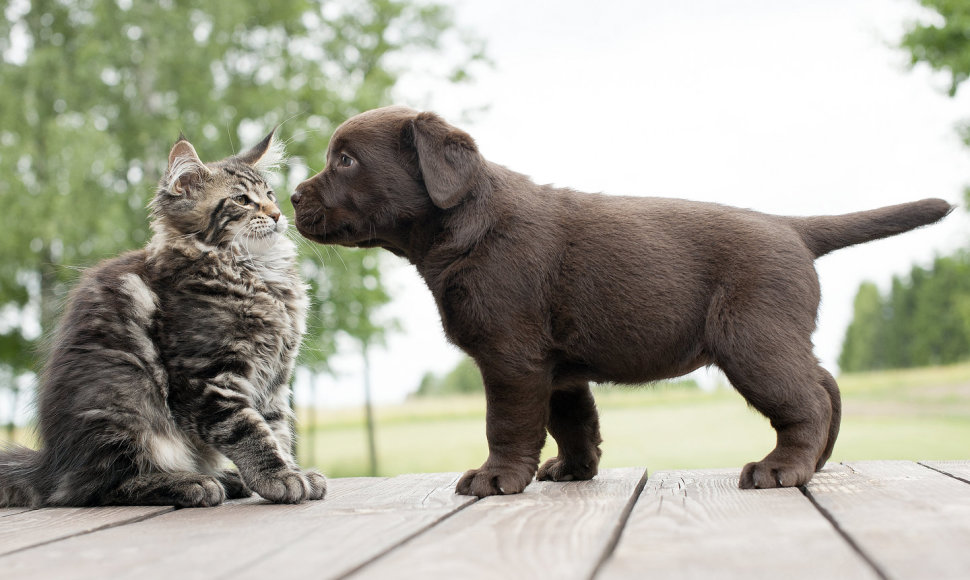 Šuns ir katino draugystė.