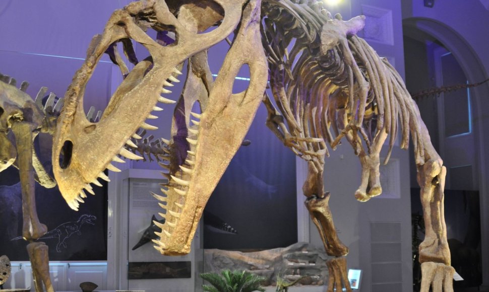 Dinozauro griaučiai Helsinkio istorijos muziejuje 