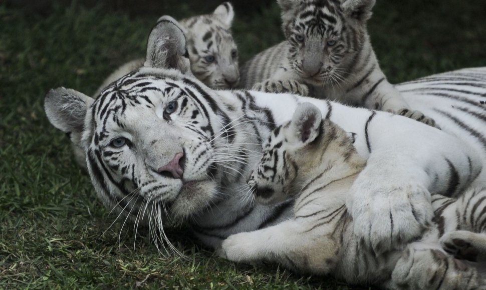 Baltojo tigro jaunikliai žaidžia su mama Peru zoologijos sode