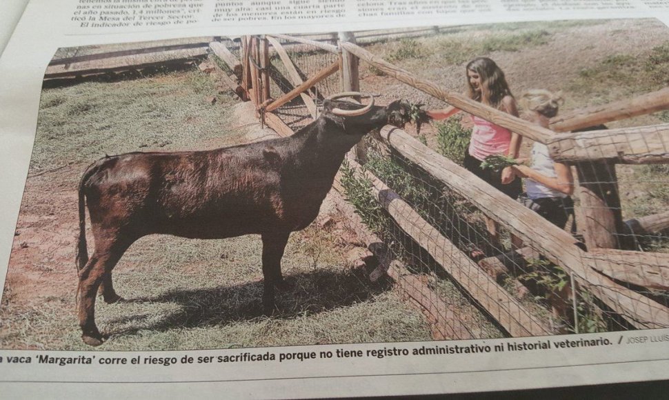 Ispanijos gyvūnų mylėtojai siekia išgelbėti karvę Margaritą nuo skerdyklos