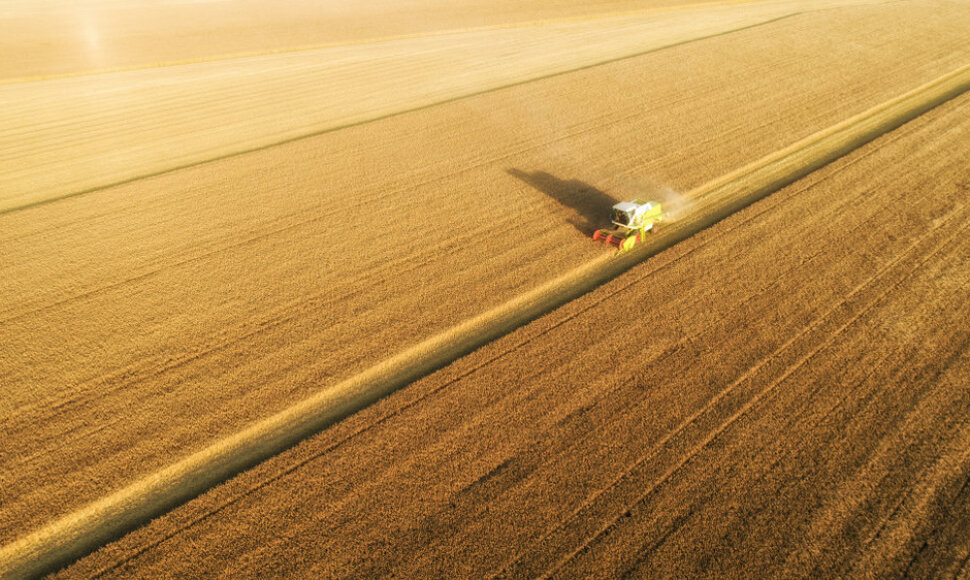 Kviečių laukas
