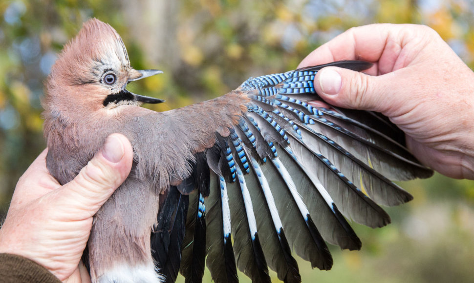 Paukščių žiedavimas Ventės rago ornitologijos stotyje. Kėkštas