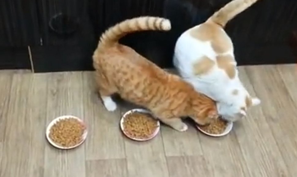 Katės prie maisto dubenėlių