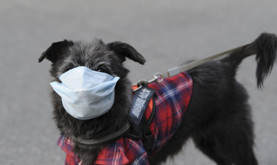 Šuo su apsaugine kauke Kinijoje