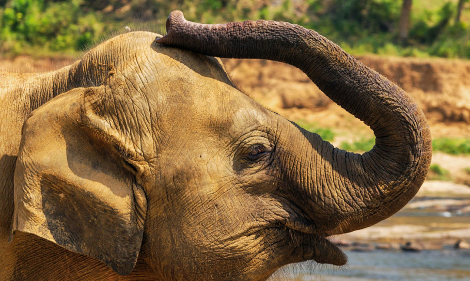 Šri Lankos dramblys
