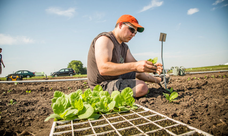 Ilinojaus universiteto mokslininkas prižiūri modifikuotus tabako augalus